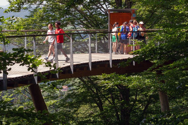 Kinder gehen auf einem Baumwipfelpfad.