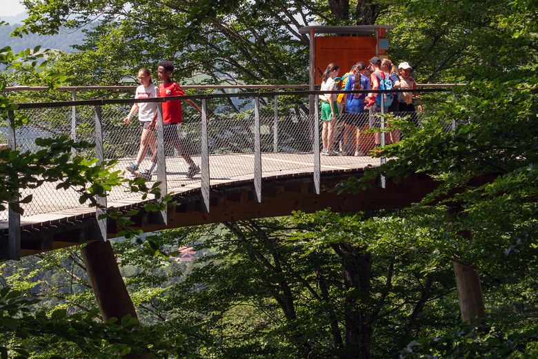 Kinder gehen auf einem Baumwipfelpfad.