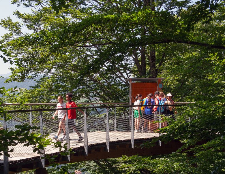 Kinder gehen auf einem Baumwipfelpfad.