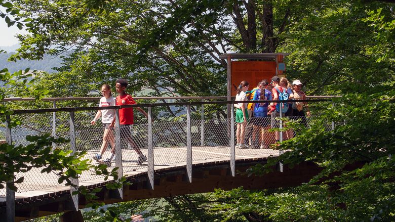Kinder gehen auf einem Baumwipfelpfad.